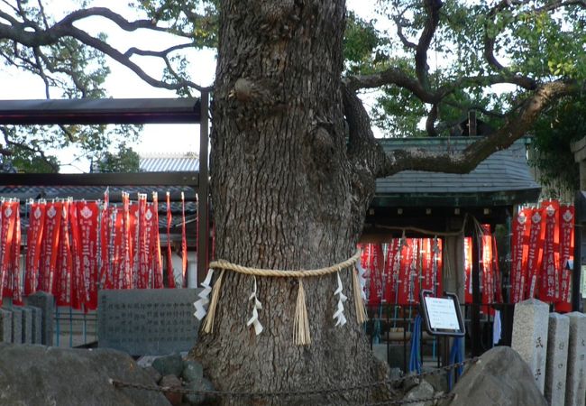 三島神社（みつしまじんじゃ）の薫蓋樟（くんがいしょう）と呼ばれる大きなクスノキ