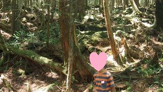 さわやかスポット