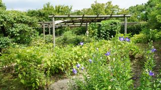 桔梗がちょろっと咲いているくらいで、確かにほとんど花はなし