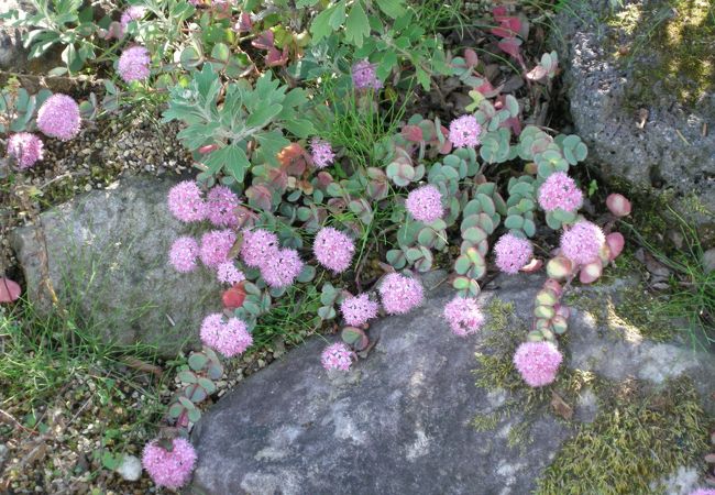 箱根湿生花園 クチコミ アクセス 営業時間 仙石原 フォートラベル 箱根湿生花園 クチコミ アクセス 営業時間 仙石原 フォートラベル