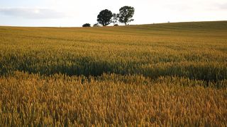 3本のカシワの木