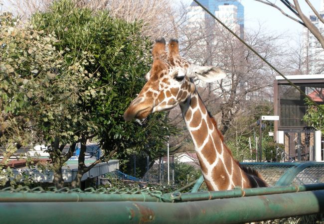 野毛山動物園 クチコミ アクセス 営業時間 東神奈川 保土ヶ谷 弘明寺 フォートラベル 野毛山動物園 クチコミ アクセス 営業時間 東神奈川 保土ヶ谷 弘明寺 フォートラベル