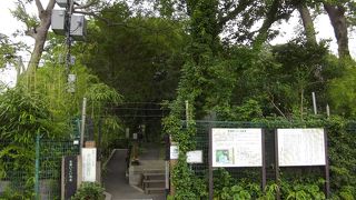 江戸時代から維持されている屋敷林