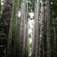 成長し続ける木々の間からも滝が見える