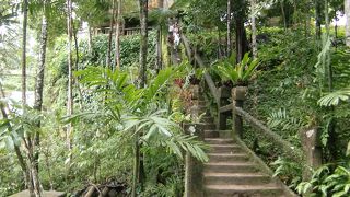 木と苔と趣あるパーク跡