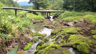 天然記念物に指定されています。