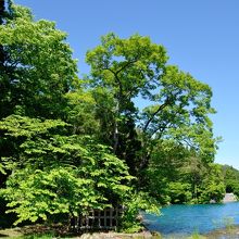 一株から7種の木が生えたといわれる七色木