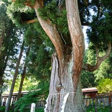 天然記念物「御座石の杉」、でかいです