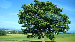 木陰を作ってくれそうな木