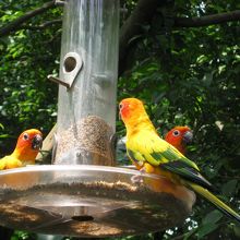 いろんな鳥が放し飼い？