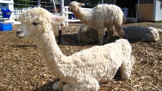 アルパカもいます