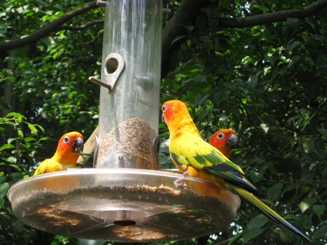 いろんな鳥が放し飼い？