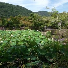 天龍寺の蓮