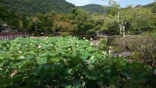 蓮は早朝に開花・・・