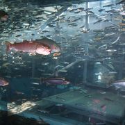 淡水魚だけの水族館