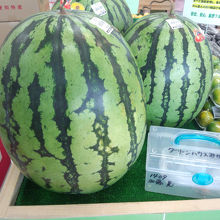 大玉。2500円で売られていました。