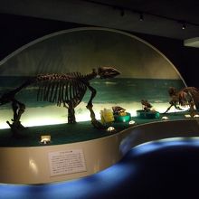 デスモスチルス全身骨格化石