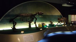 デスモスチルスなど2000万-1500万年前の化石がいっぱい