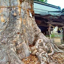 境内にある巨木