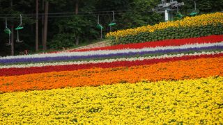 ラベンダーだけではありません。カラフルなお花畑に感激！