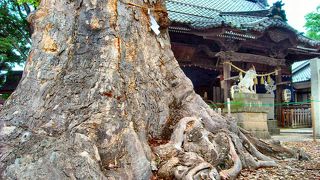 地元では「おおみやさん」と呼ばれ親しまれています