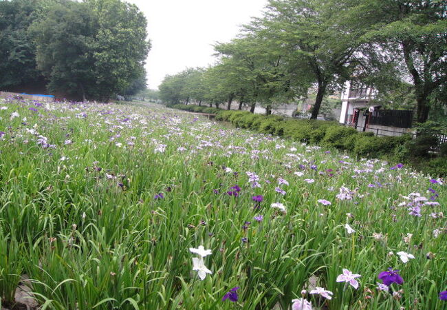 長く続く花菖蒲の花畑