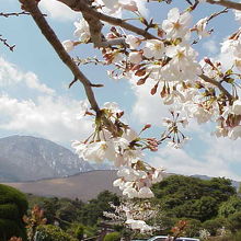 温泉駐車場付近から眺める桜と鶴見岳