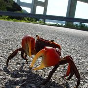 来島海峡を独り占め。自然豊かな島です。