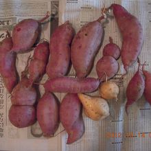 立派な芋が掘れます