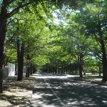 ７月のイチョウ並木