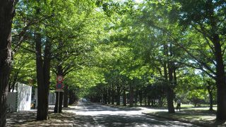 夏らしくなった７月のイチョウ並木