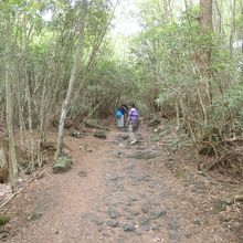 鳴沢氷穴からの入口から歩きます。歩きやすかったです。