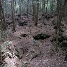 このようにうっそうとしていました。