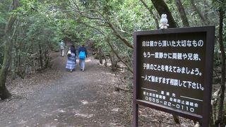 鳴沢氷穴からも樹海に行くことができました　―　青木ヶ原樹海　―