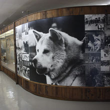 パネル展示で秋田犬の姿も多く見られます