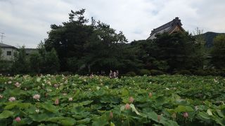 蓮がキレイな歴史あるお寺