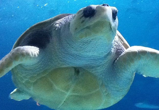 アドベンチャー水族館