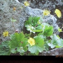 ビジターセンタ―内で上映していた画像