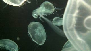 新潟市の誇る水族館