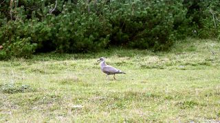 寒立馬が見られないこともあります