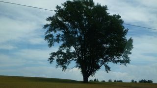 でっかい木が1本