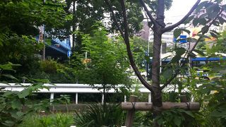 モレルさん生誕170年記念の桜!!