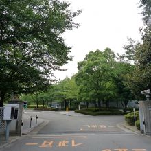 緑が多い敷地　春はサトザクラ、秋は黄葉がきれい