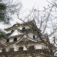 彦根城正面。桜はもうすぐ。