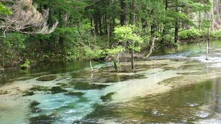 真夏なのに足をつけてられない位冷たい清流。