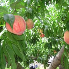 食べ頃の桃は甘くてジューシー