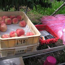 農園のもぎ取り場所には試食用の桃も用意されていました。