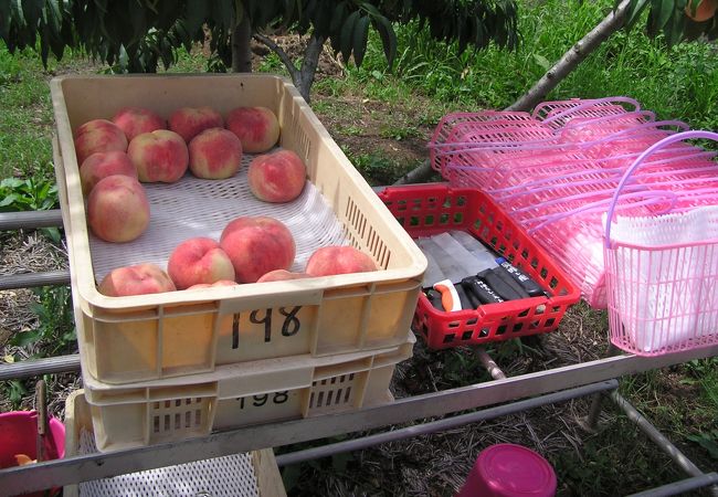 農園のもぎ取り場所には試食用の桃も用意されていました。