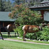 エルクがいます