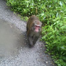 次から次へ猿とすれ違いました